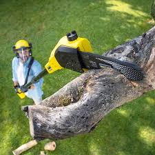 Best Lawn Renovation and Restoration  in Waretown, NJ